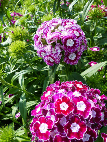 Organic Dianthus Flower Seeds Purple & White for Planting – Heirloom, Non-GMO