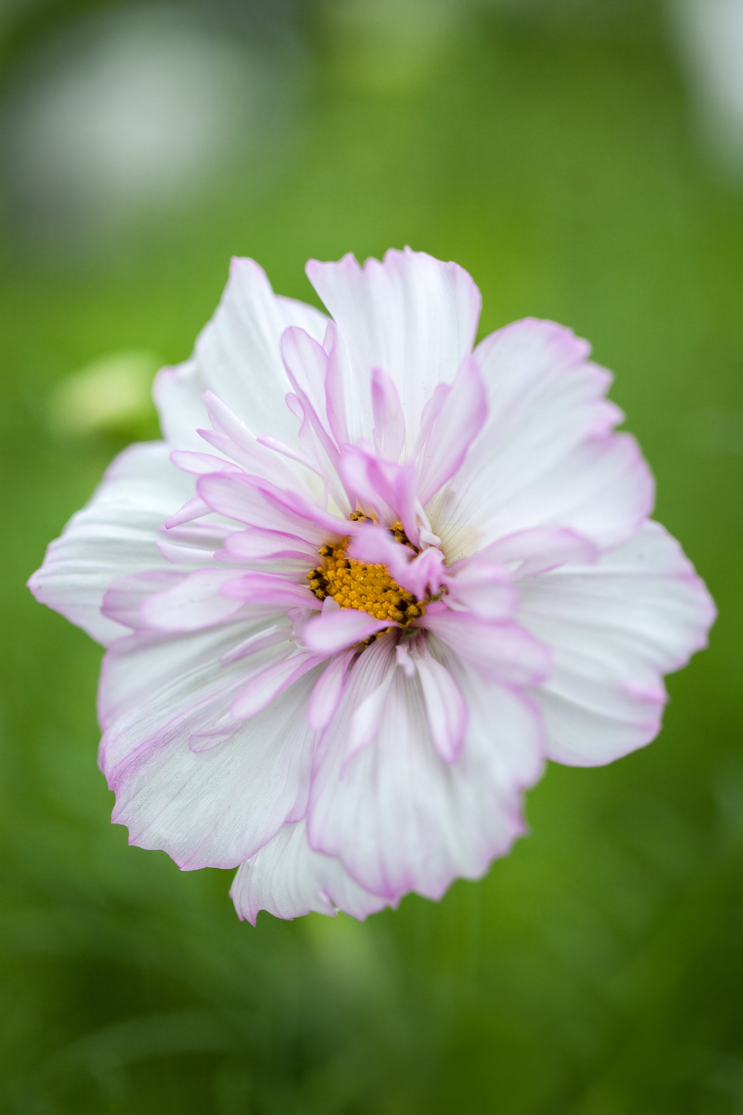 Cosmos- Cosimo Collarette