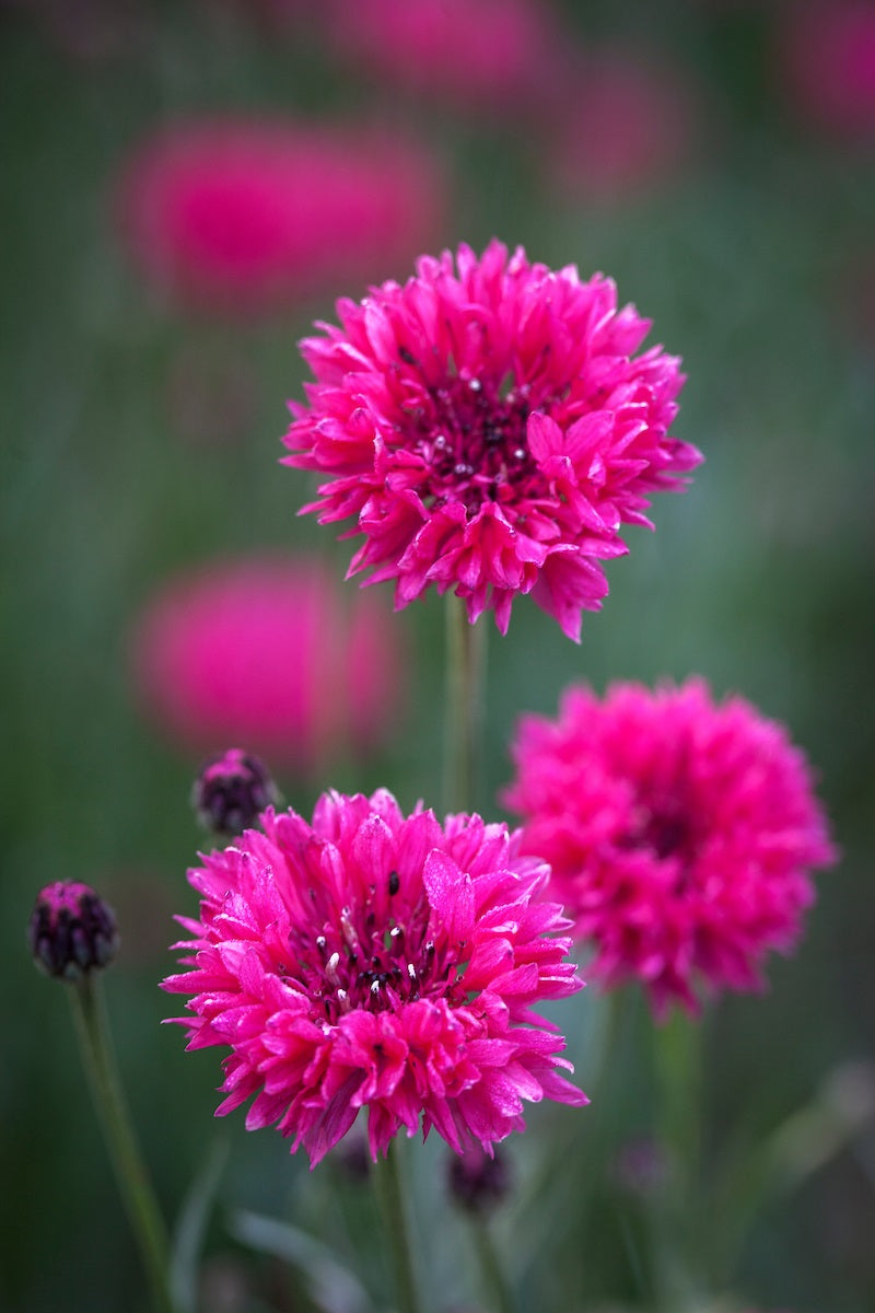 Cornflower- Red Ball