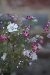 Gypsophila- Elegans Mixed