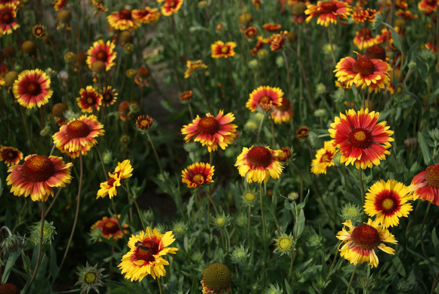 Gaillardia- Single Flowered Mix