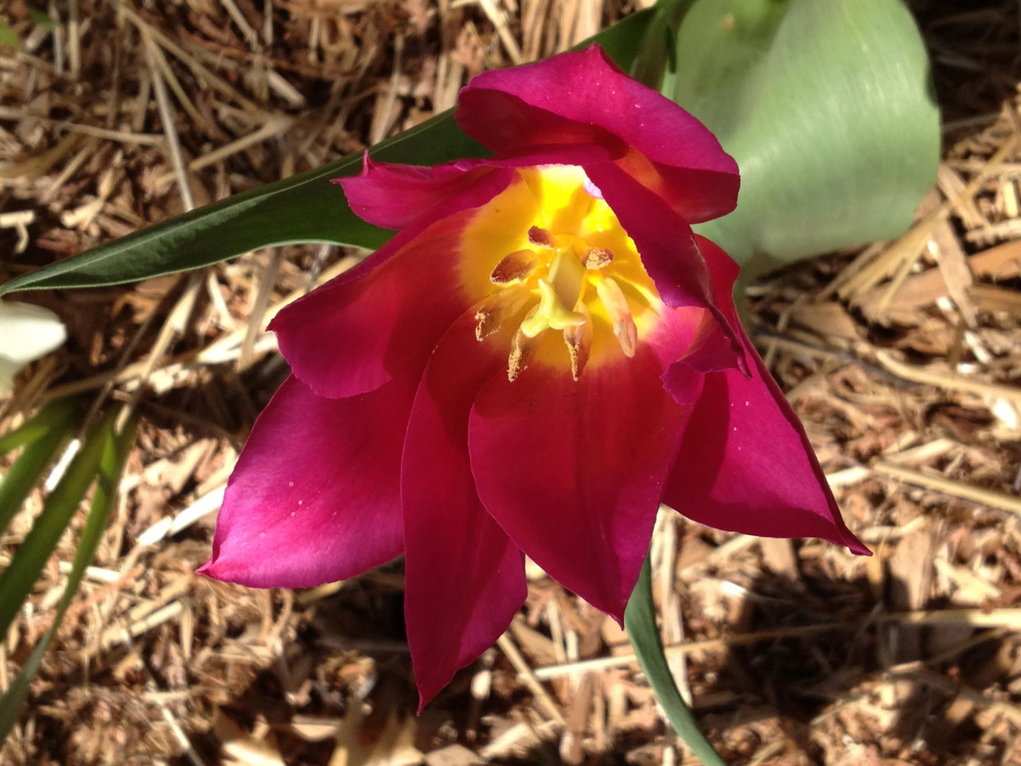 Odalisque Tulip Seeds