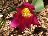 Odalisque Tulip Seeds