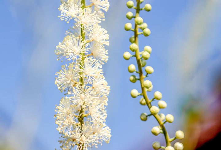 Cimicifuga Flower Seeds for Planting, Heirloom, Non-GMO, 100