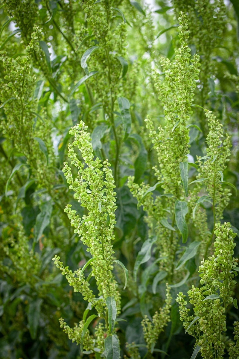 Green Plume – Atriplex Seed