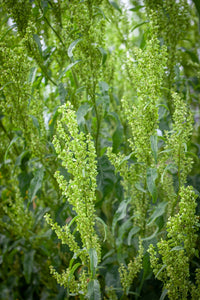 Green Plume – Atriplex Seed