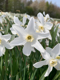 Heirloom Non-GMO Narcissus Flower Seeds for Planting – Spring Bloom Seeds