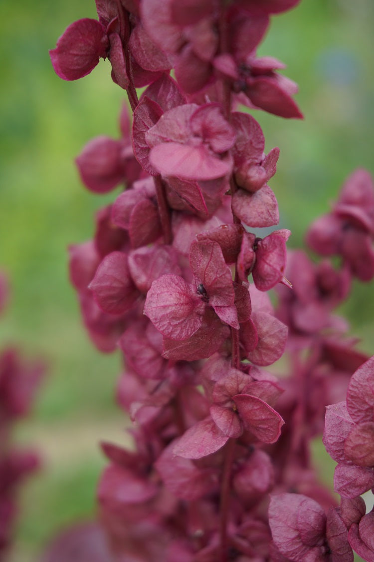 Orach- Red Plume