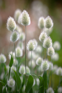 Heirloom Non-GMO Lagurus Ovatus Flower Seeds for Planting – Bunny Tail Grass Ornamental Blooms