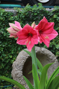Pink Surprise Amaryllis  Seeds