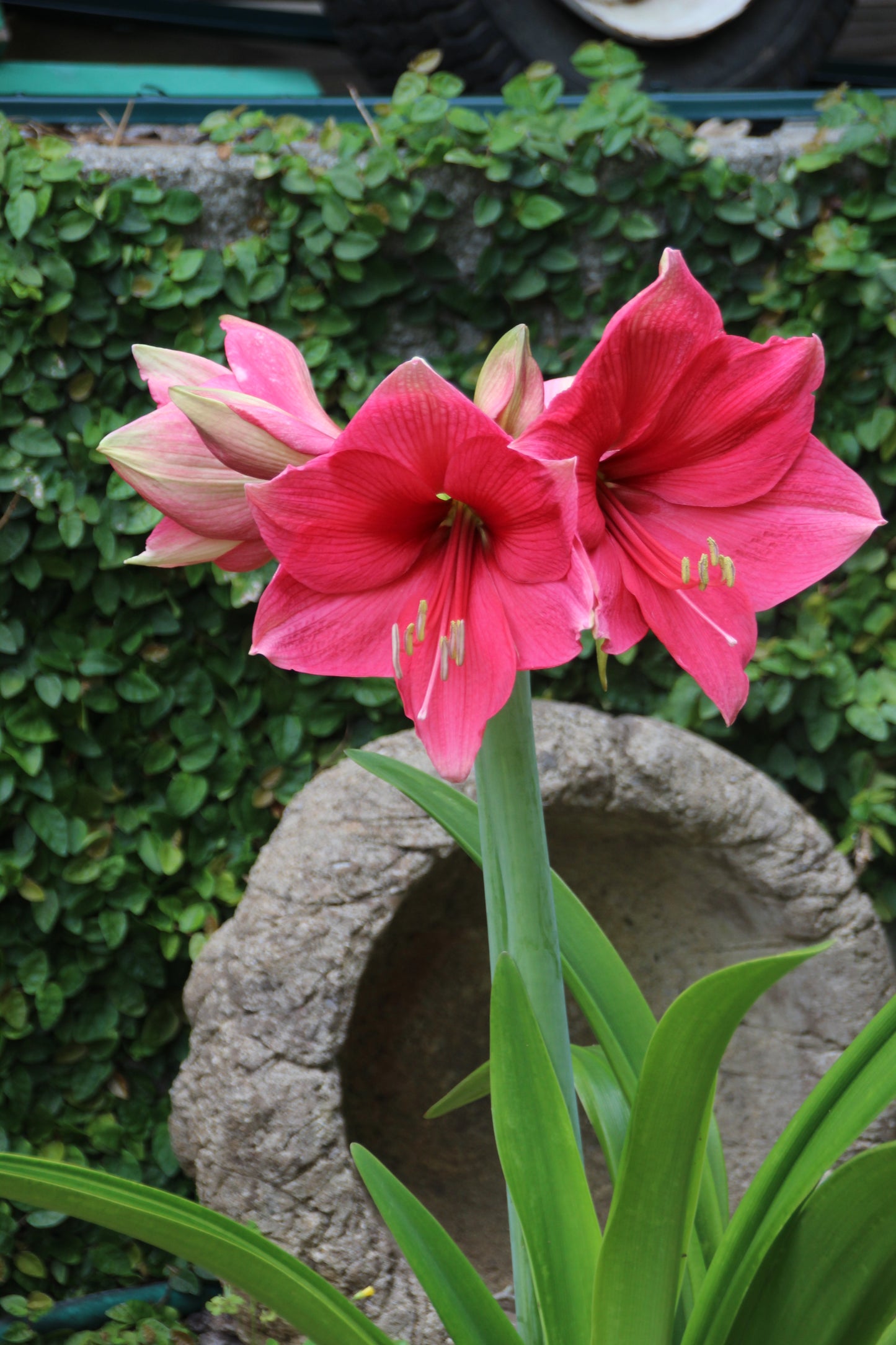 Pink Surprise Amaryllis  Seeds