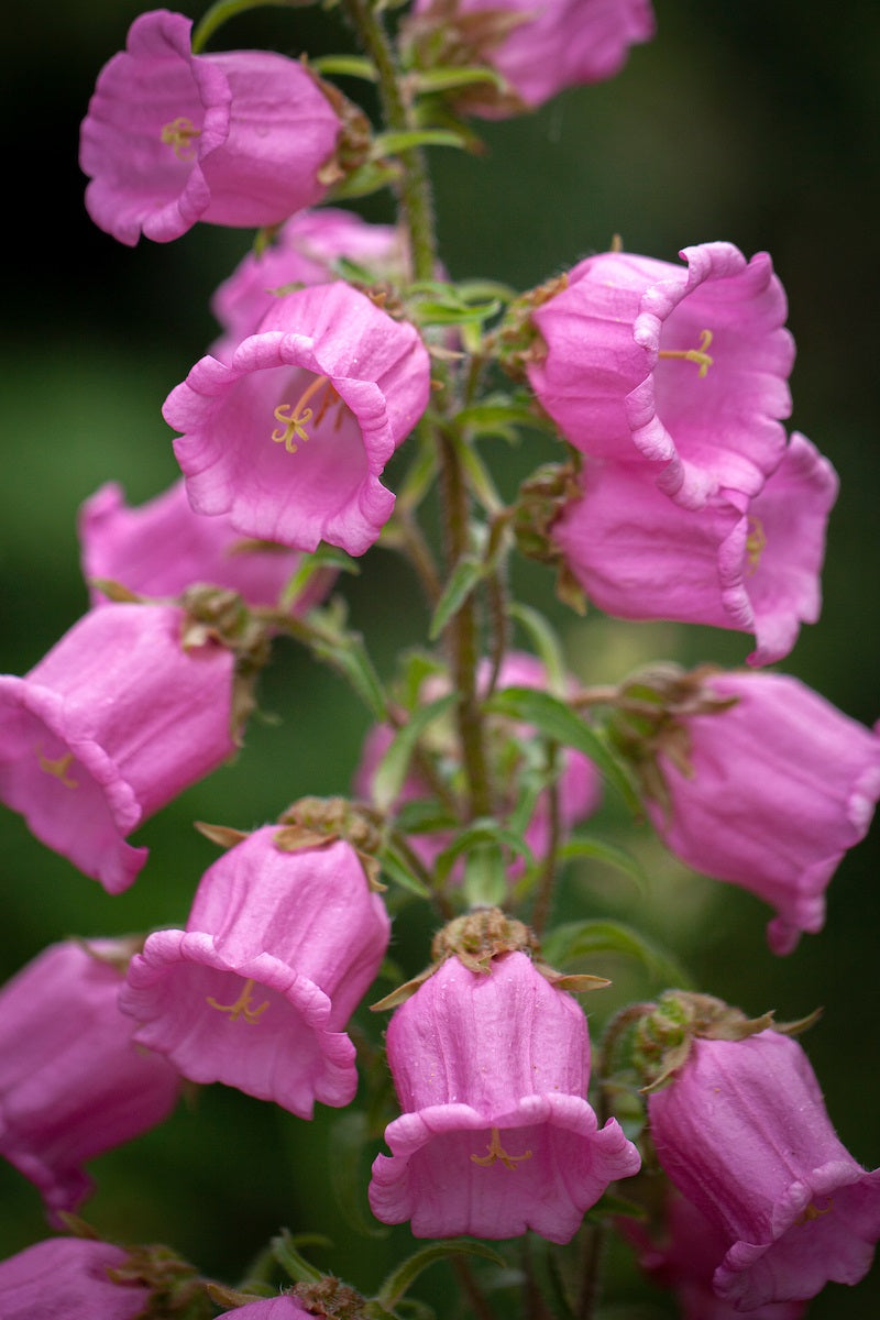 Canterbury Bells- Rose Pink
