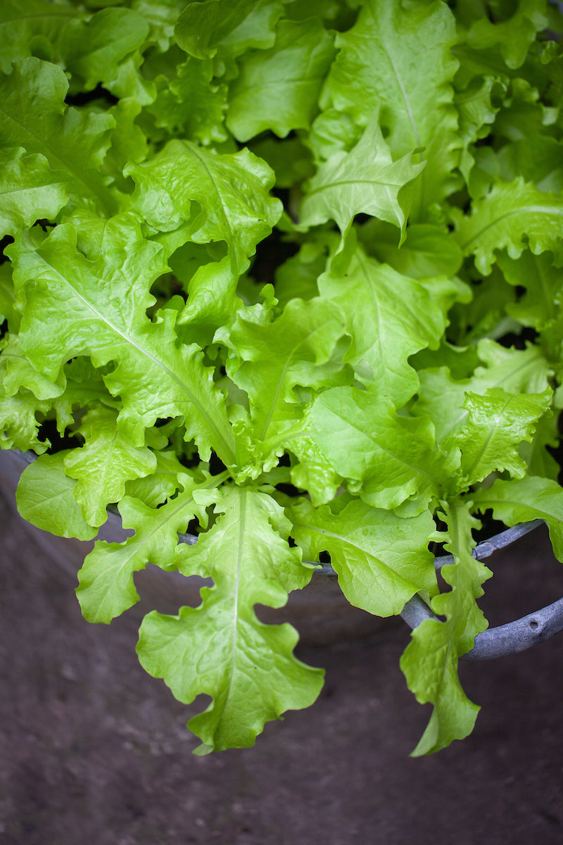 Sulu – Lettuce Seed