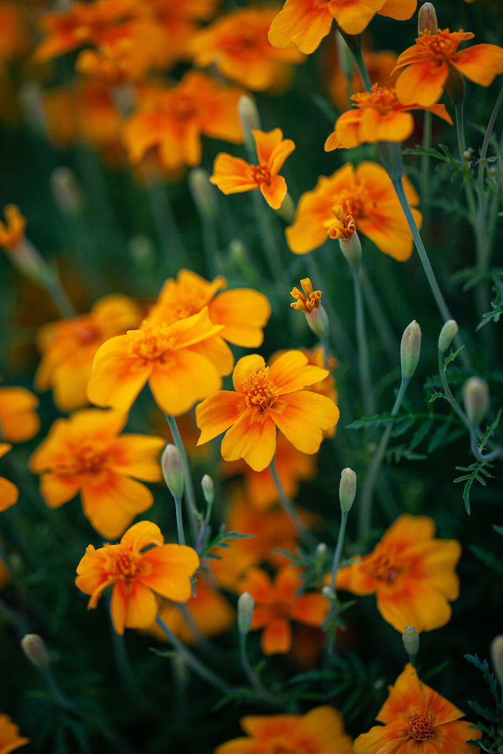 Tangerine Gem Flower Seeds for Planting, Heirloom, Non-GMO Flower Seeds