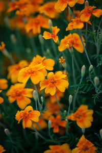 Tangerine Gem Flower Seeds for Planting, Heirloom, Non-GMO Flower Seeds