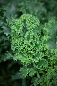 Winterbor – Kale Seed