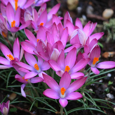 Pink Snow Crocus Seeds