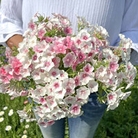 Phlox- Blushing Bride