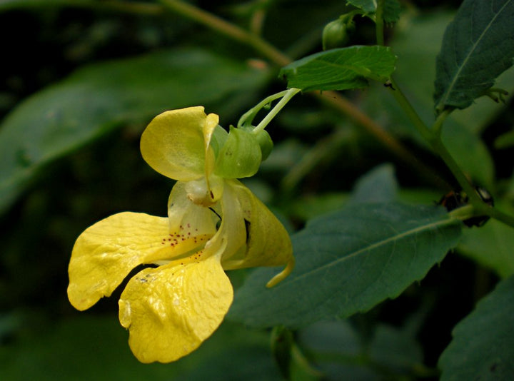 Jewelweed Native Flower Seeds – Heirloom, Non-GMO Seeds for Planting Wild Pollinator Gardens