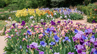 Twilight Splendour Bearded Iris Mixture Seeds