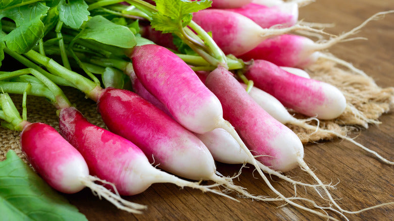 D’Avignon – Radish Seed