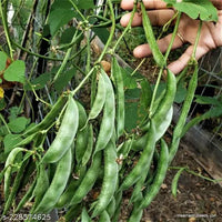 Sem Phali, Lima Beans Vegetable Seeds