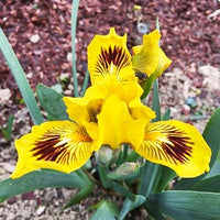 Eyebright Dwarf Bearded Iris