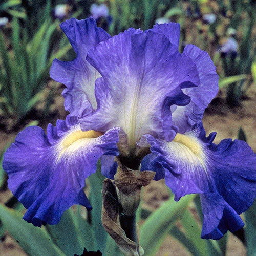 City Lights Reblooming Bearded Iris