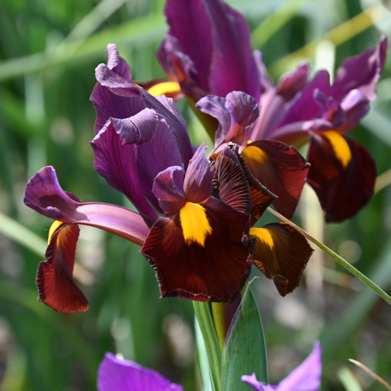 Dutch Iris- Red Ember