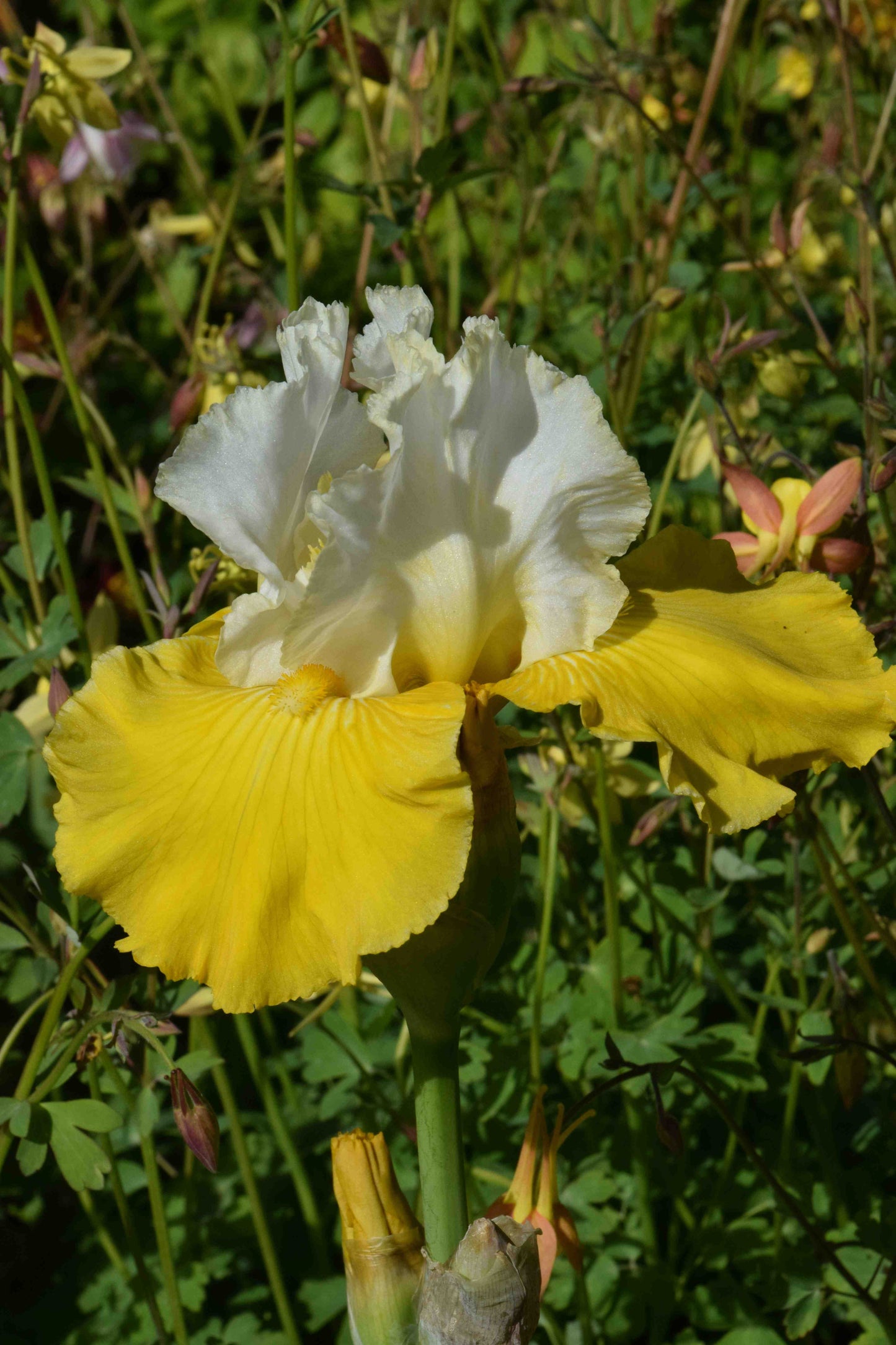 Neutron Dance Bearded Iris Seeds