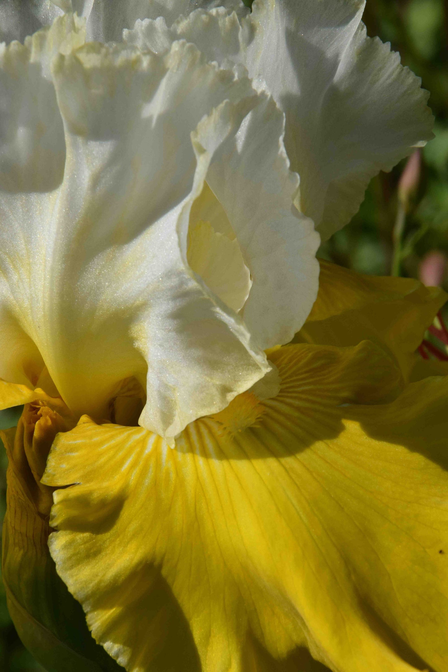 Neutron Dance Bearded Iris Seeds