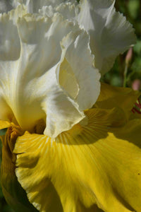 Neutron Dance Bearded Iris Seeds