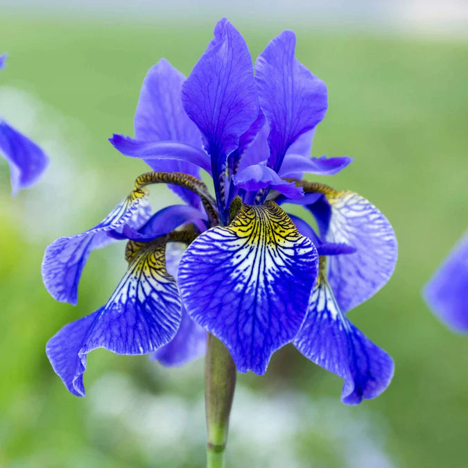 I See Stars Siberian Iris