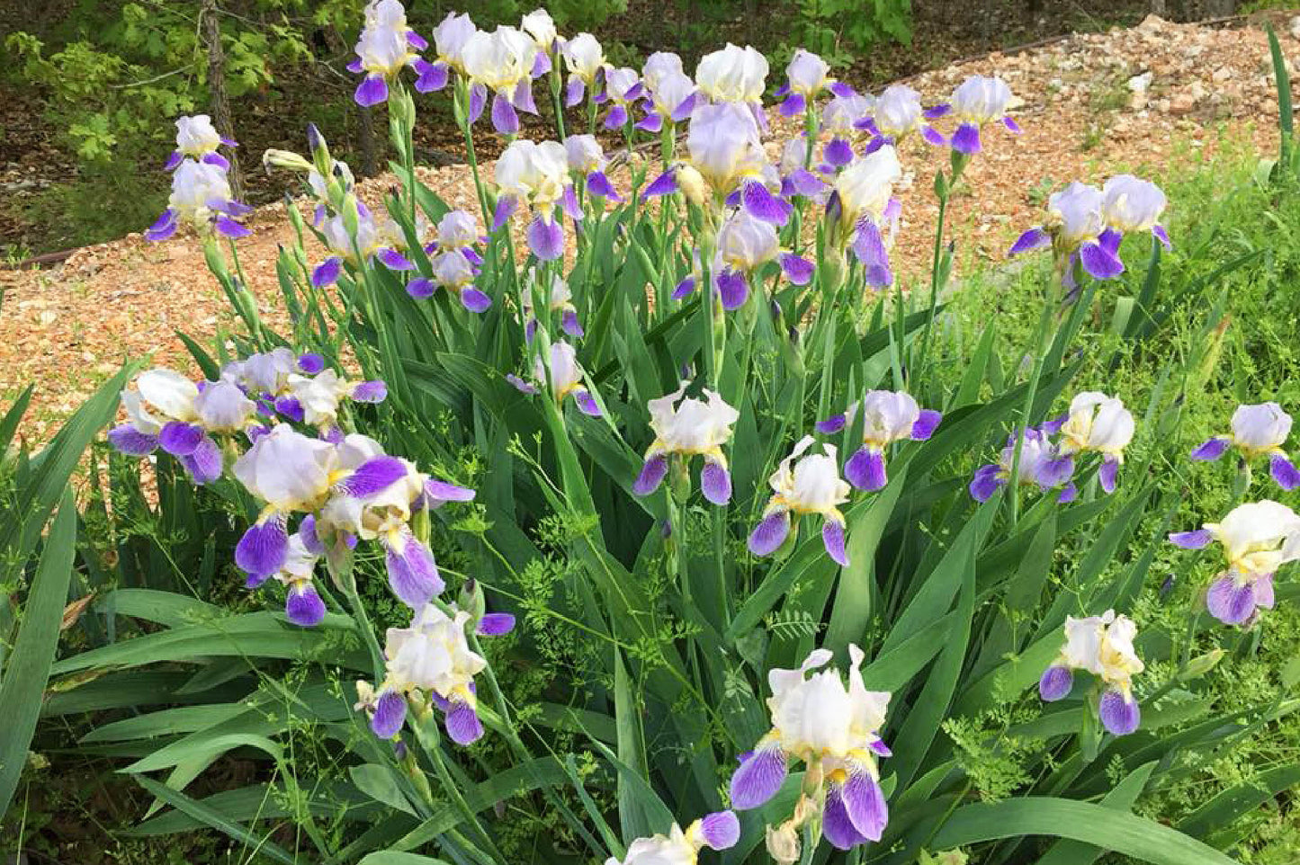 Pathway Border Bearded Iris Seeds