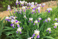 Pathway Border Bearded Iris Seeds