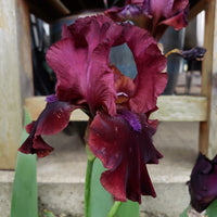 Redneck Girl Bearded Iris