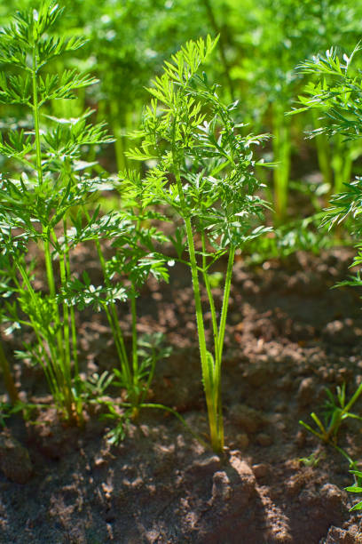 Carrot- Sprouting