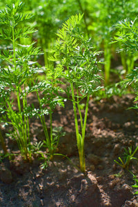 Carrot- Sprouting