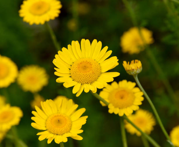 Golden Marguerite- Kelawayi