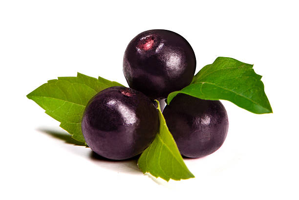 Acai berry Euterpe oleracea seeds for superfood garden