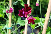 Sweetpea- Royal Maroon