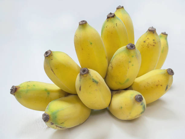 Pisang Awak banana Musa ABB seeds for tropical garden