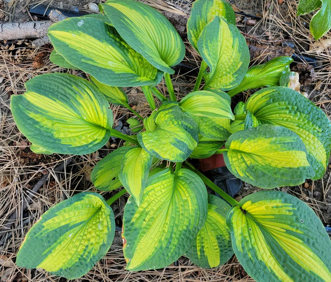 Mighty Mouse Mini Hosta