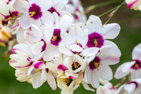 Ixia Spotlight Bulbs