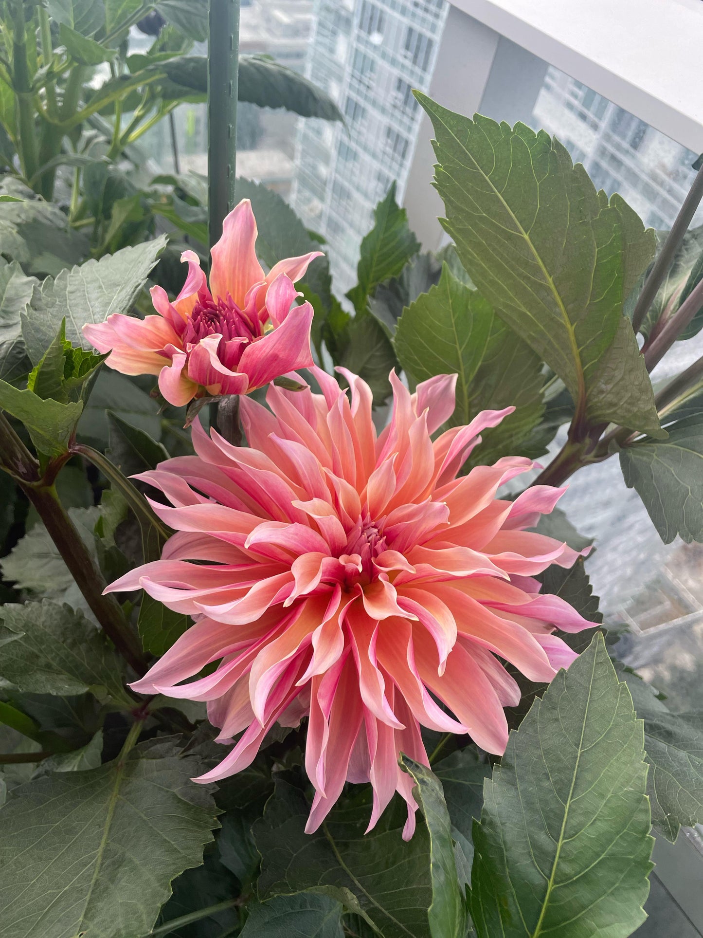 Labyrinth Dahlia
