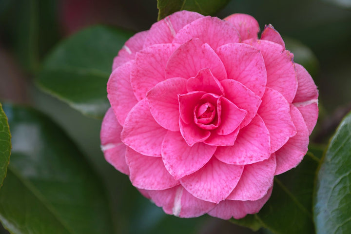 Heirloom Non-GMO Japanese Camellia Flower Seeds for Planting – Elegant Ornamental Garden Blooms