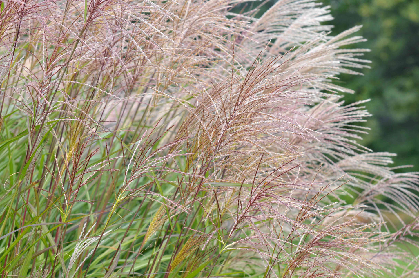 Silver Tip – Ornamental Grass Seed