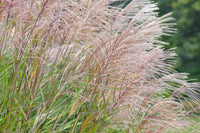 Silver Tip – Ornamental Grass Seed