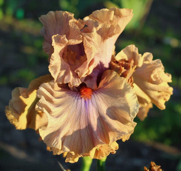 Jealous Guy Bearded Iris Seeds