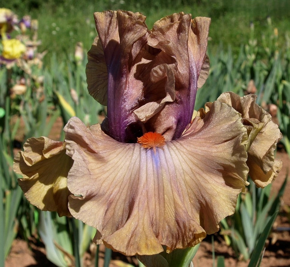 Jealous Guy Bearded Iris Seeds